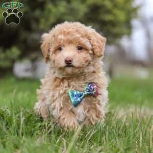 Odie, Miniature Poodle Puppy